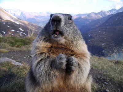 Marmot during eating