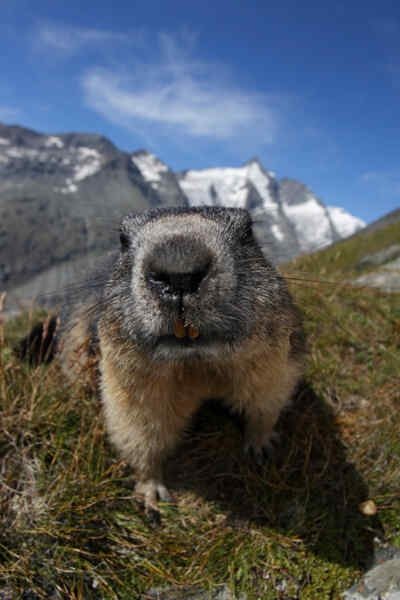 Marmot Close-up