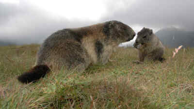 Two Marmots on a meadow
