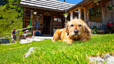  Dog in front of a hut